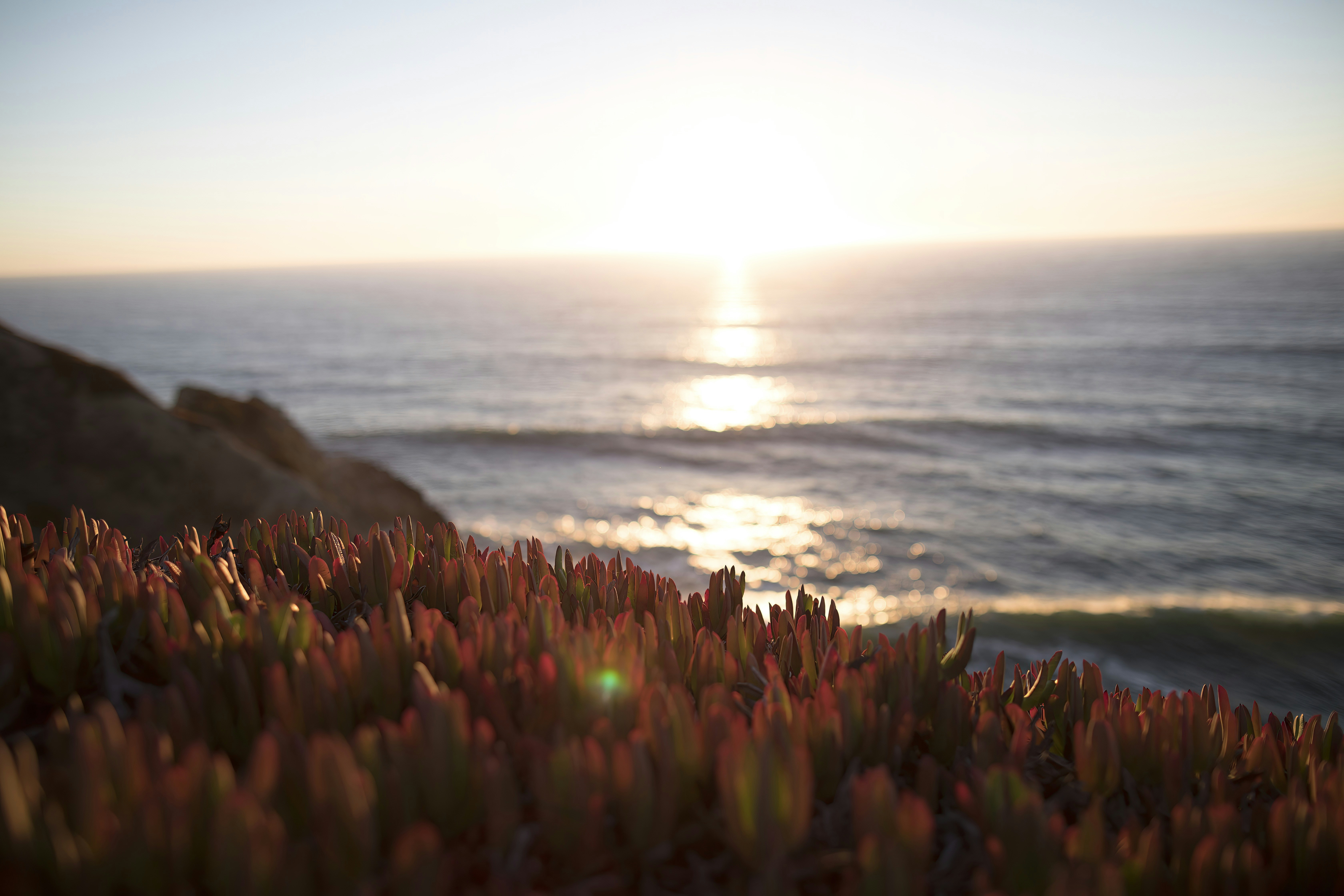 a close up of a plant near the ocean