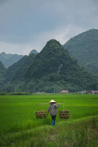 a person walking in a field with a mountain in the background