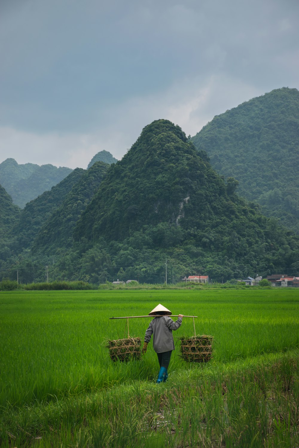 a person walking in a field with a mountain in the background