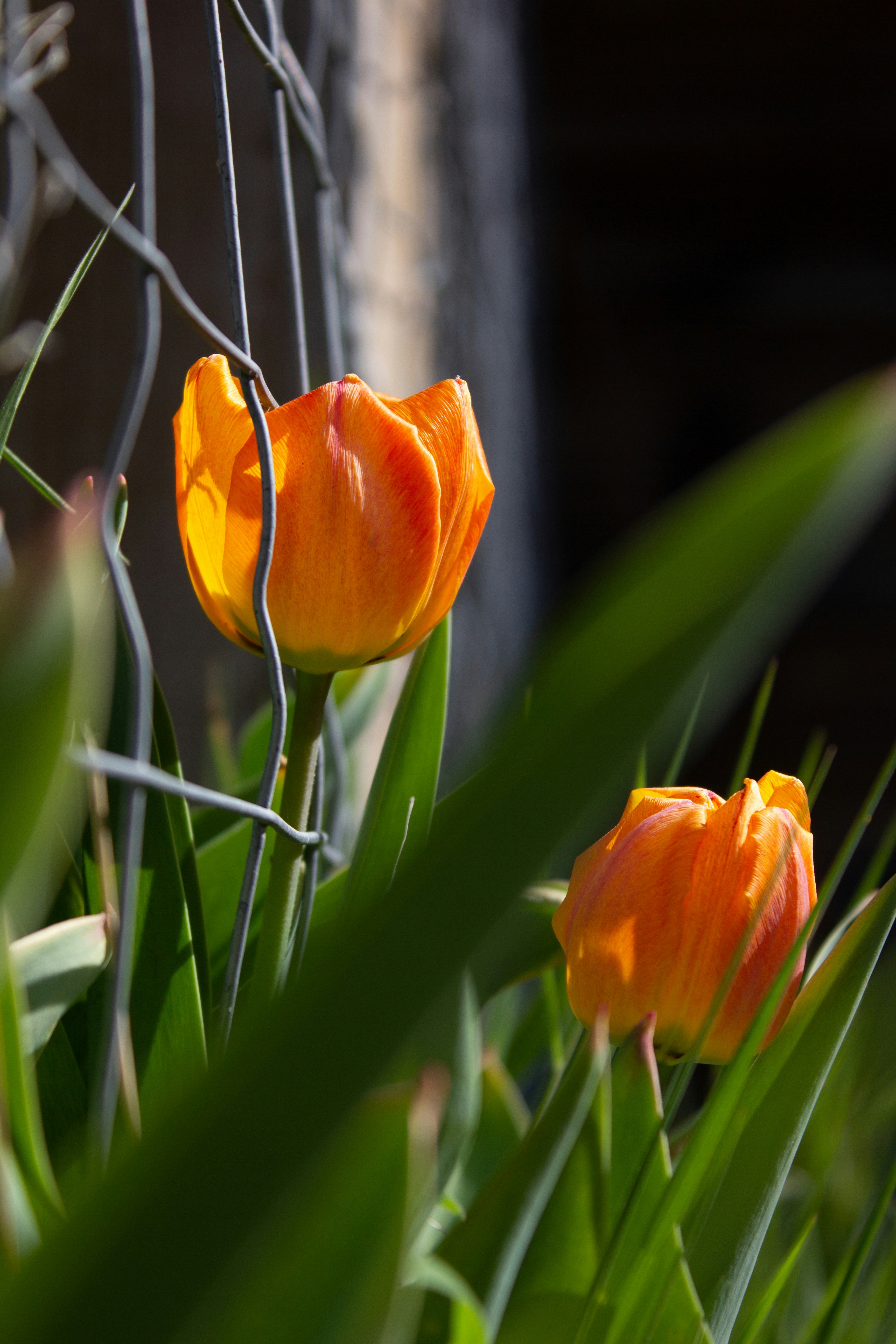 Photo by dcanadianphotographer