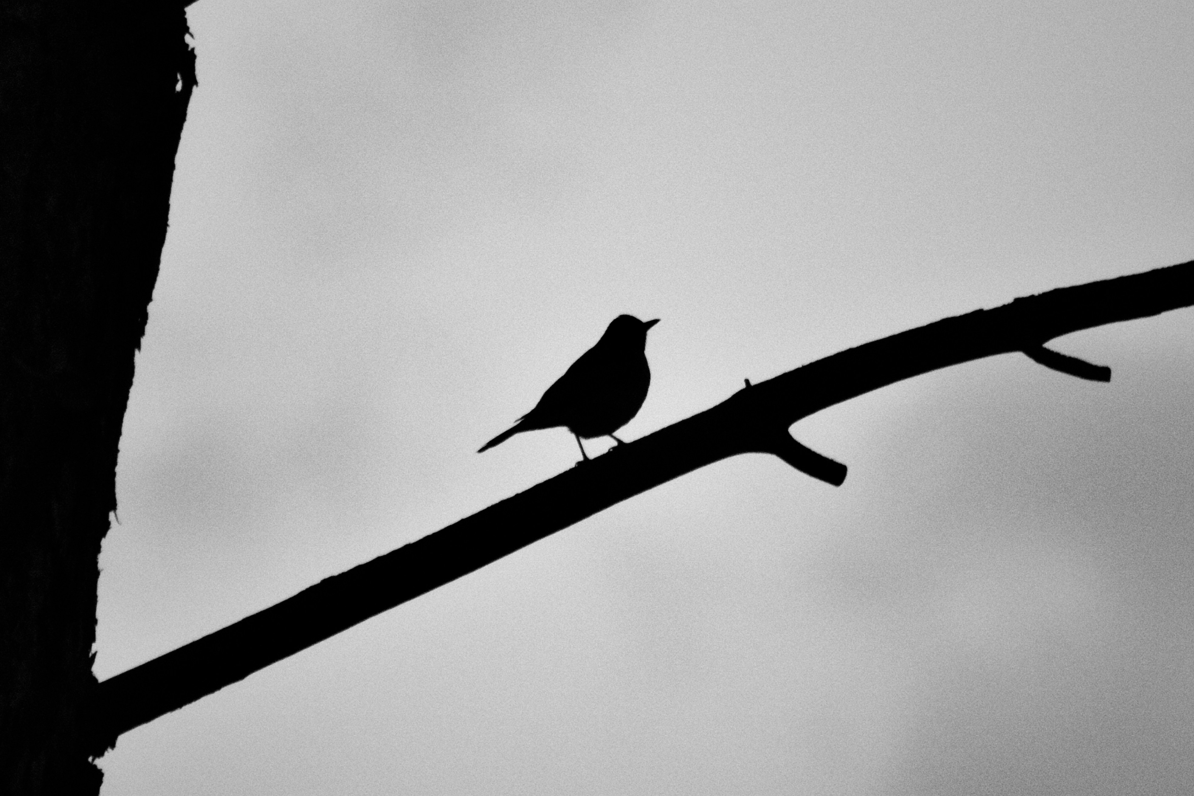 Photo by dcanadianphotographer