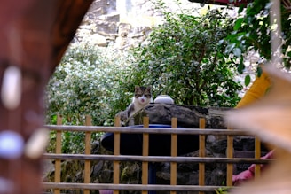 A modern outdoor cat enclosure attached to a house with greenery around.