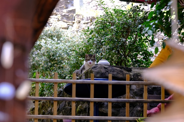 A modern outdoor cat enclosure attached to a house with greenery around.