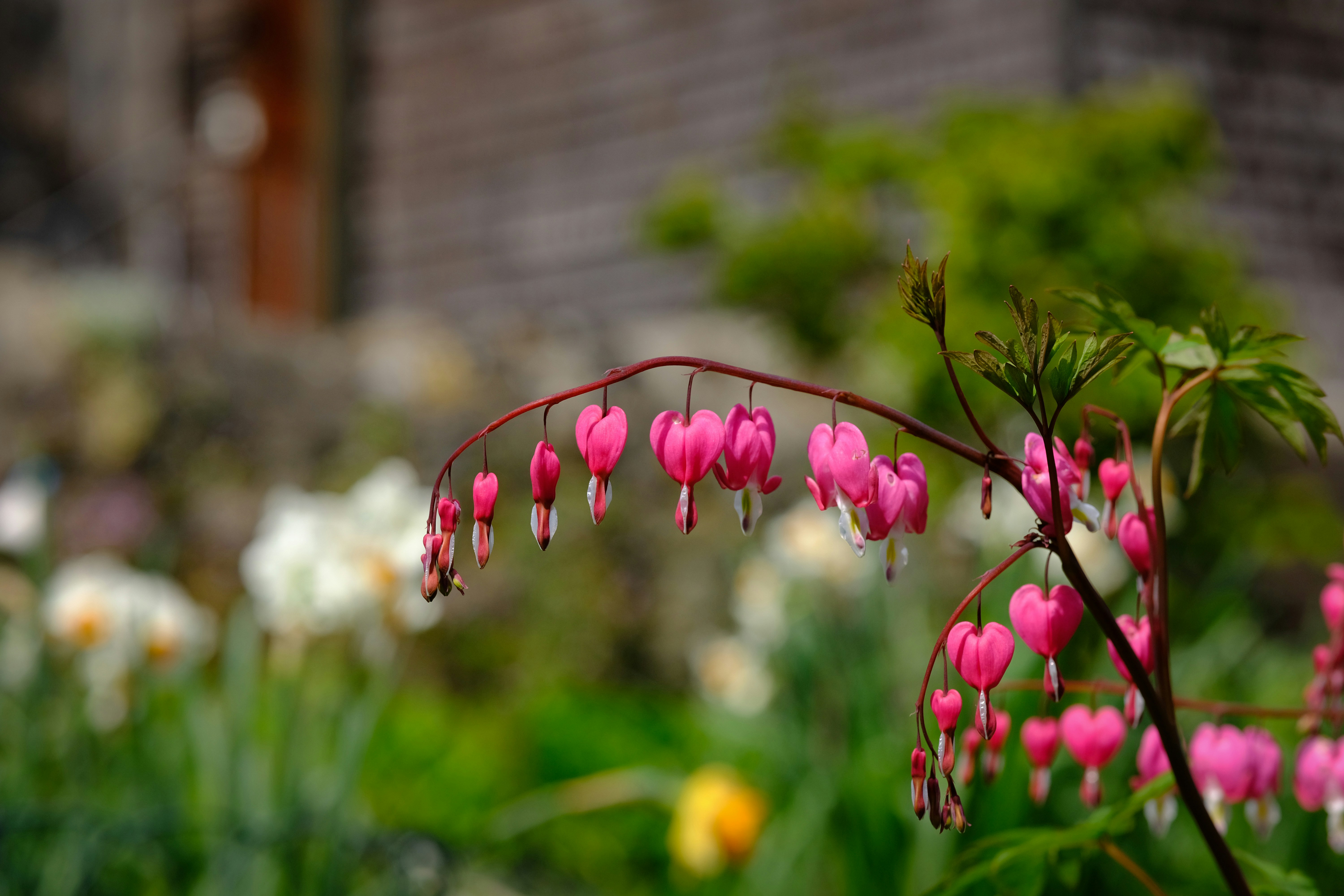 a bunch of pink flowers in a garden