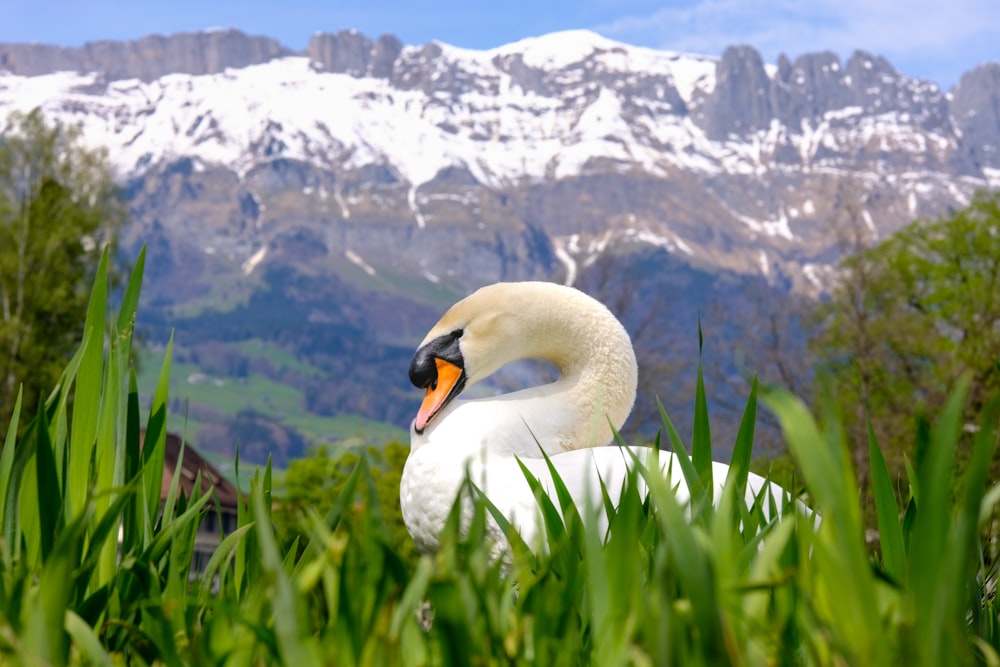 a white swan sitting in the grass with a mountain in the background
