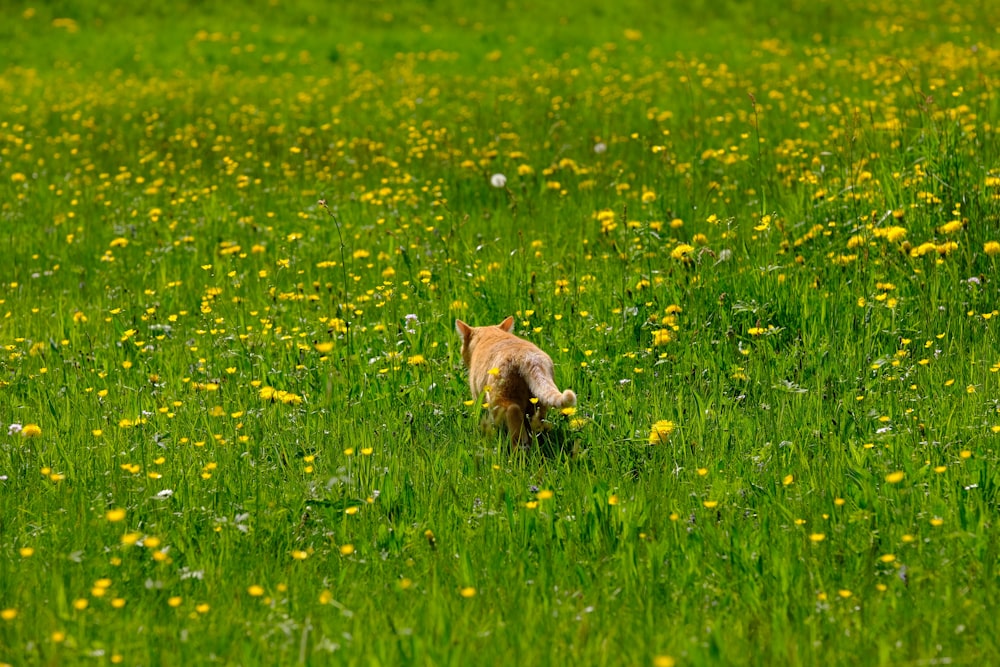 a dog walking through a field of green grass