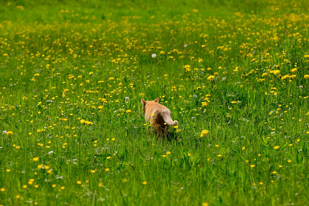 un chien marchant dans un champ d’herbe verte