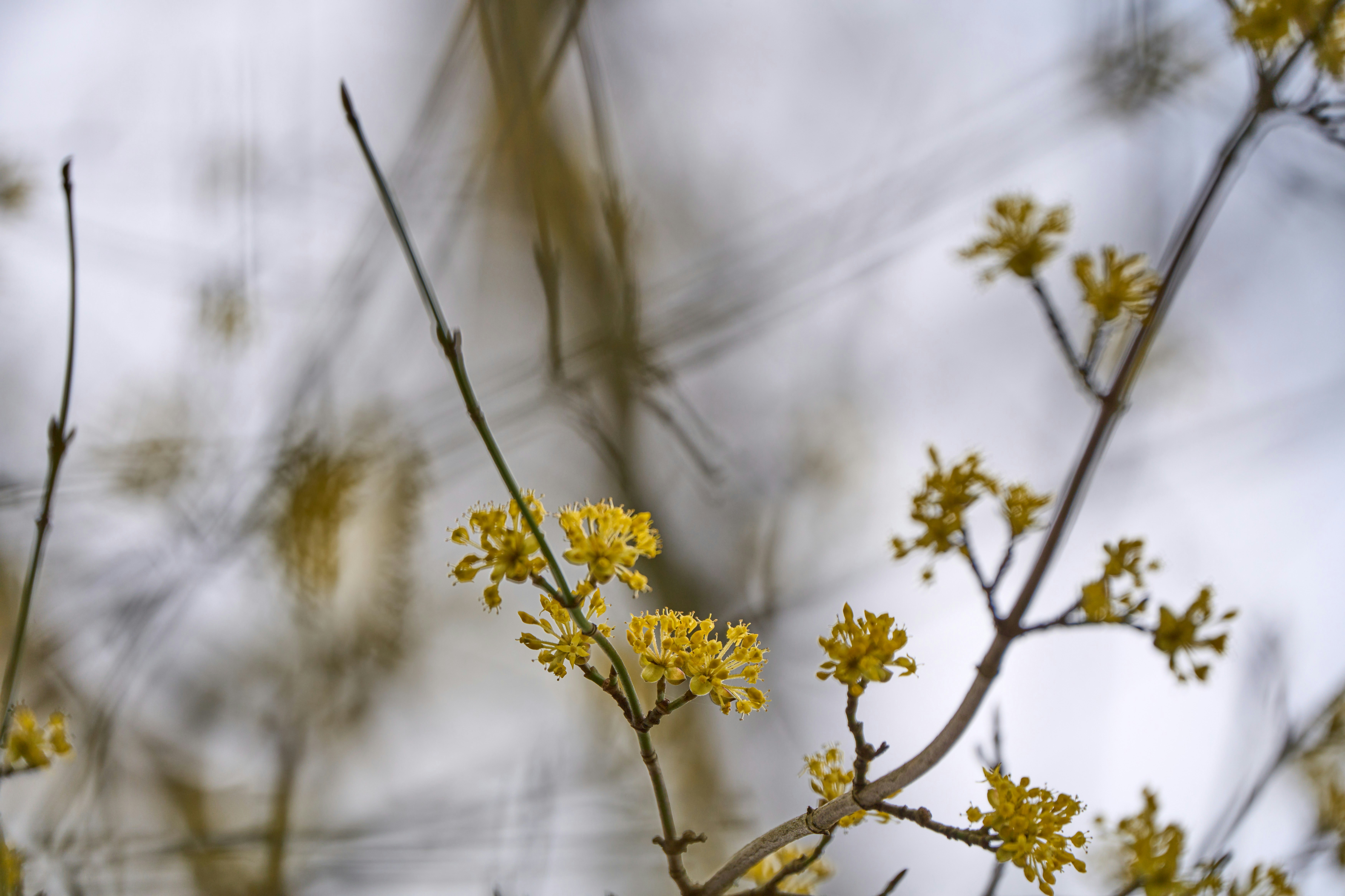 Photo by wolfgang_hasselmann