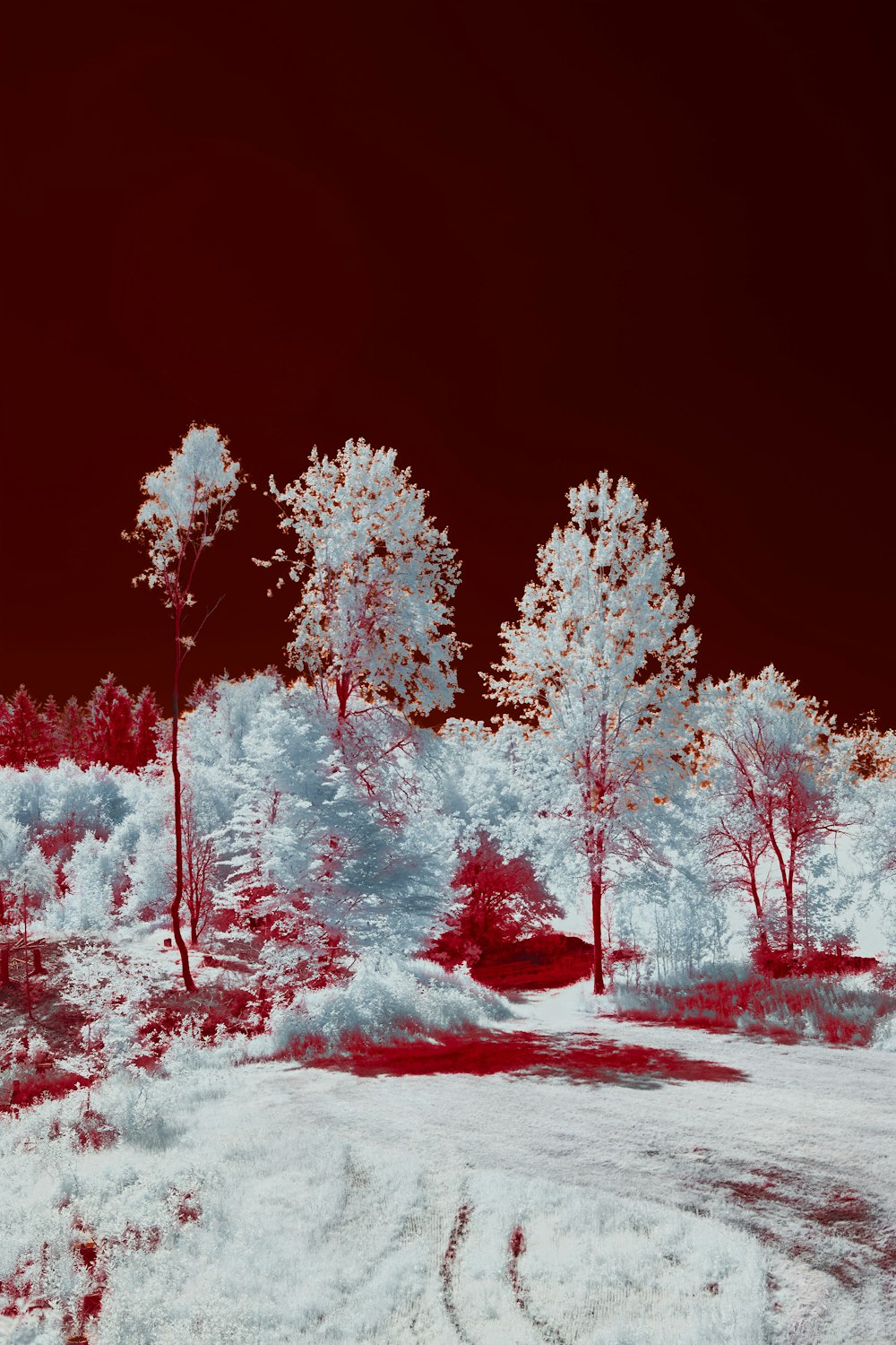 a red and white photo of trees in the snow