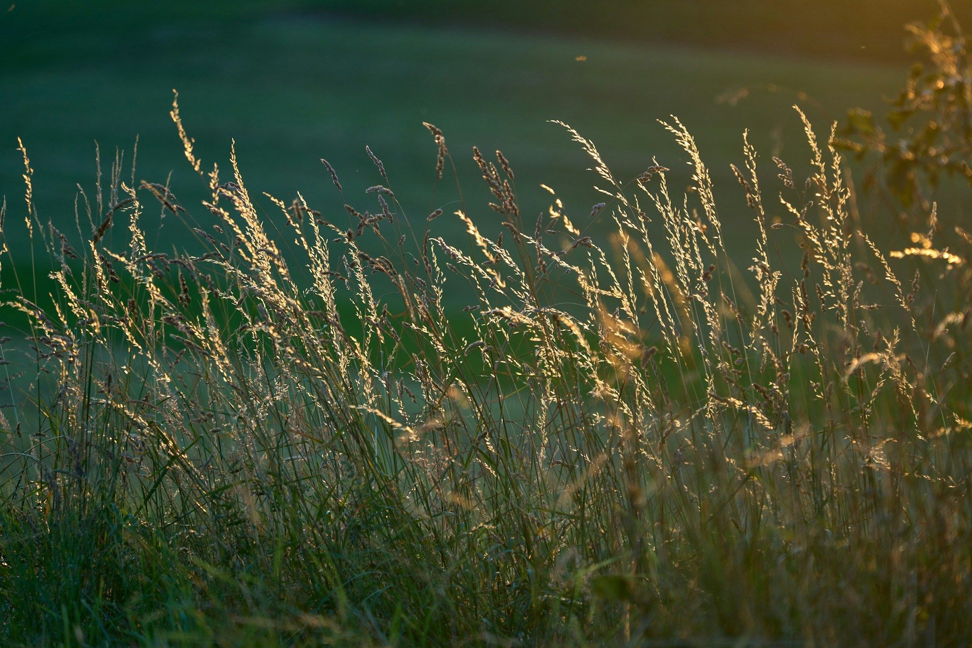 a field of grass with the sun in the background