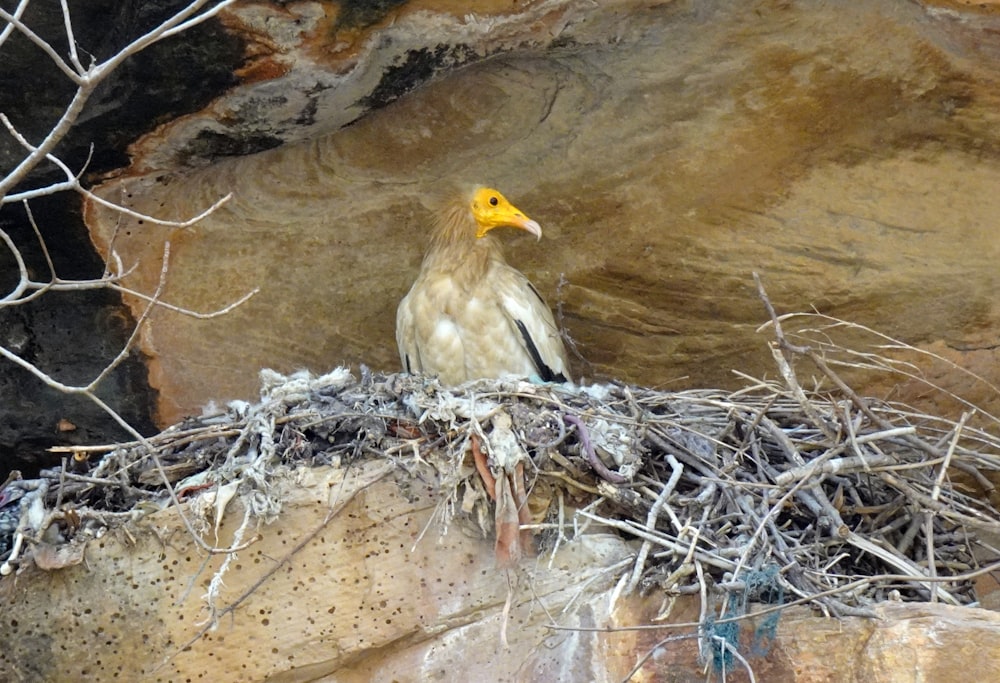 a bird is sitting on top of a nest