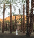 a row of palm trees with mountains in the background