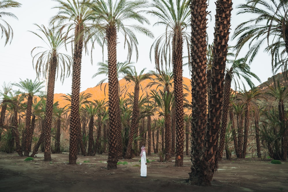 a row of palm trees with mountains in the background