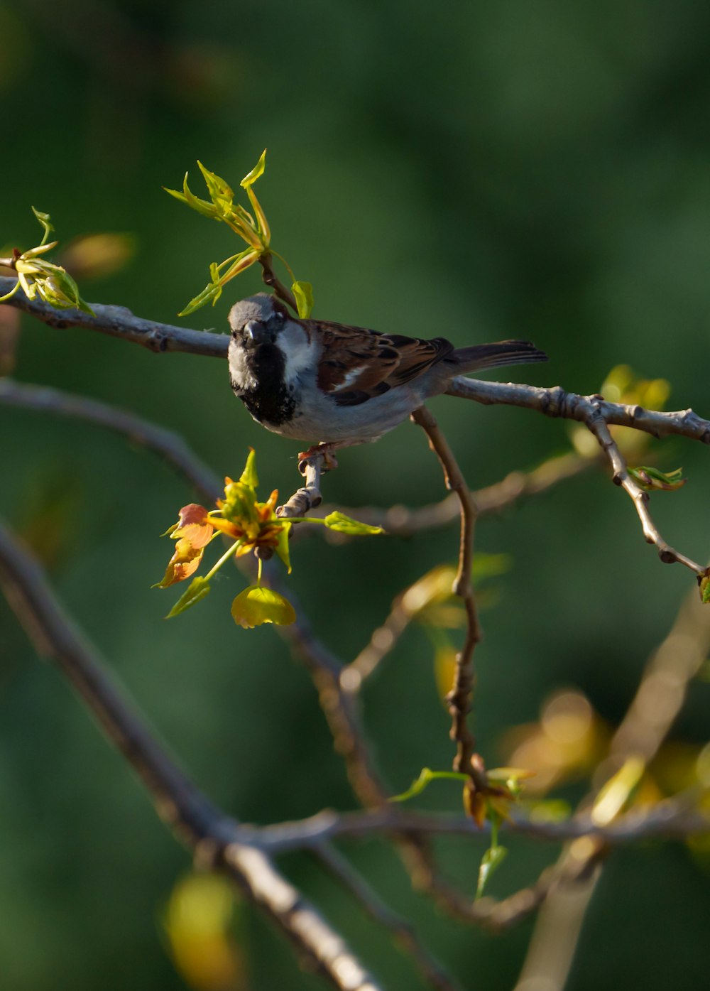 a small bird perched on a branch of a tree