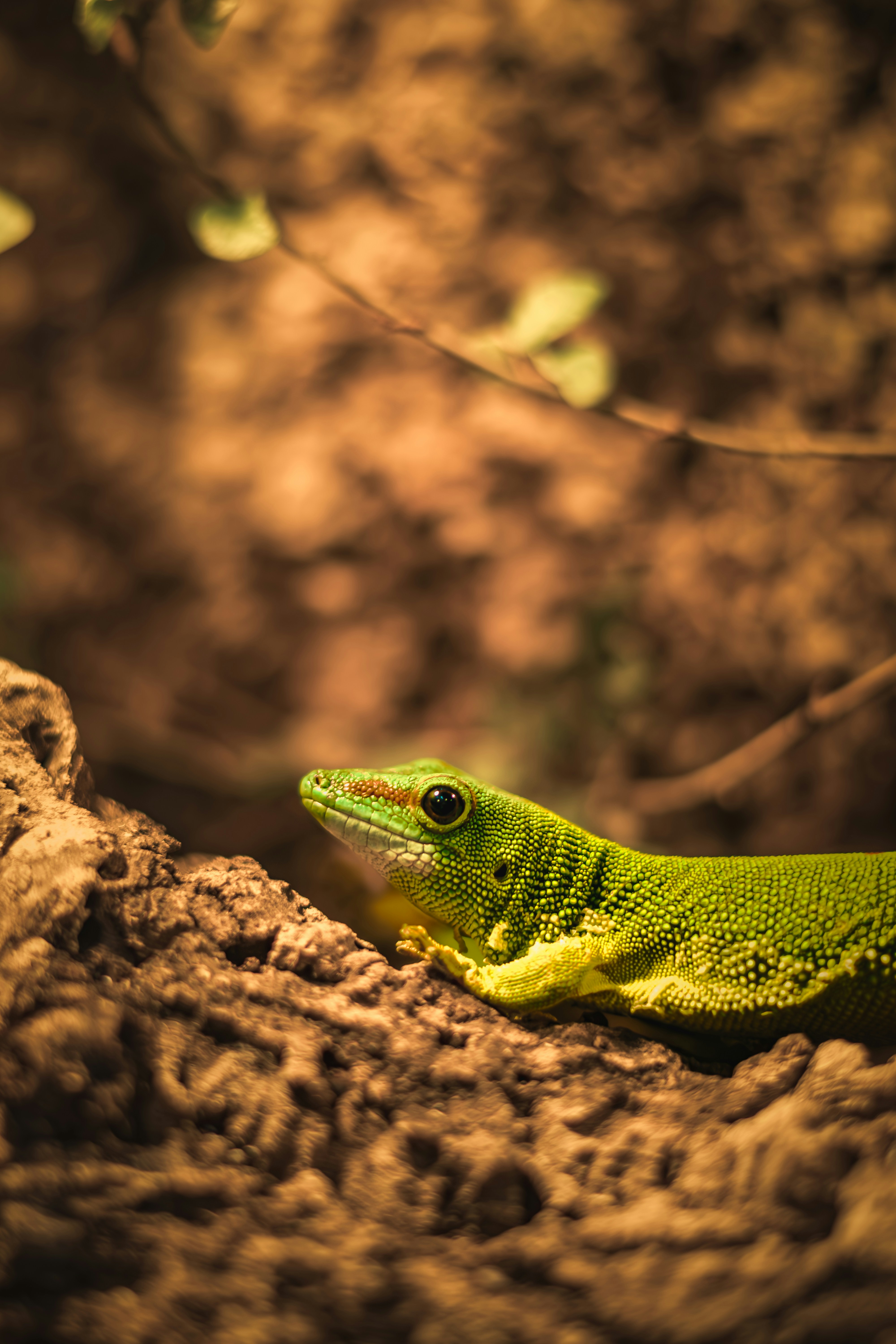 Una lucertola verde seduta sulla cima di una roccia