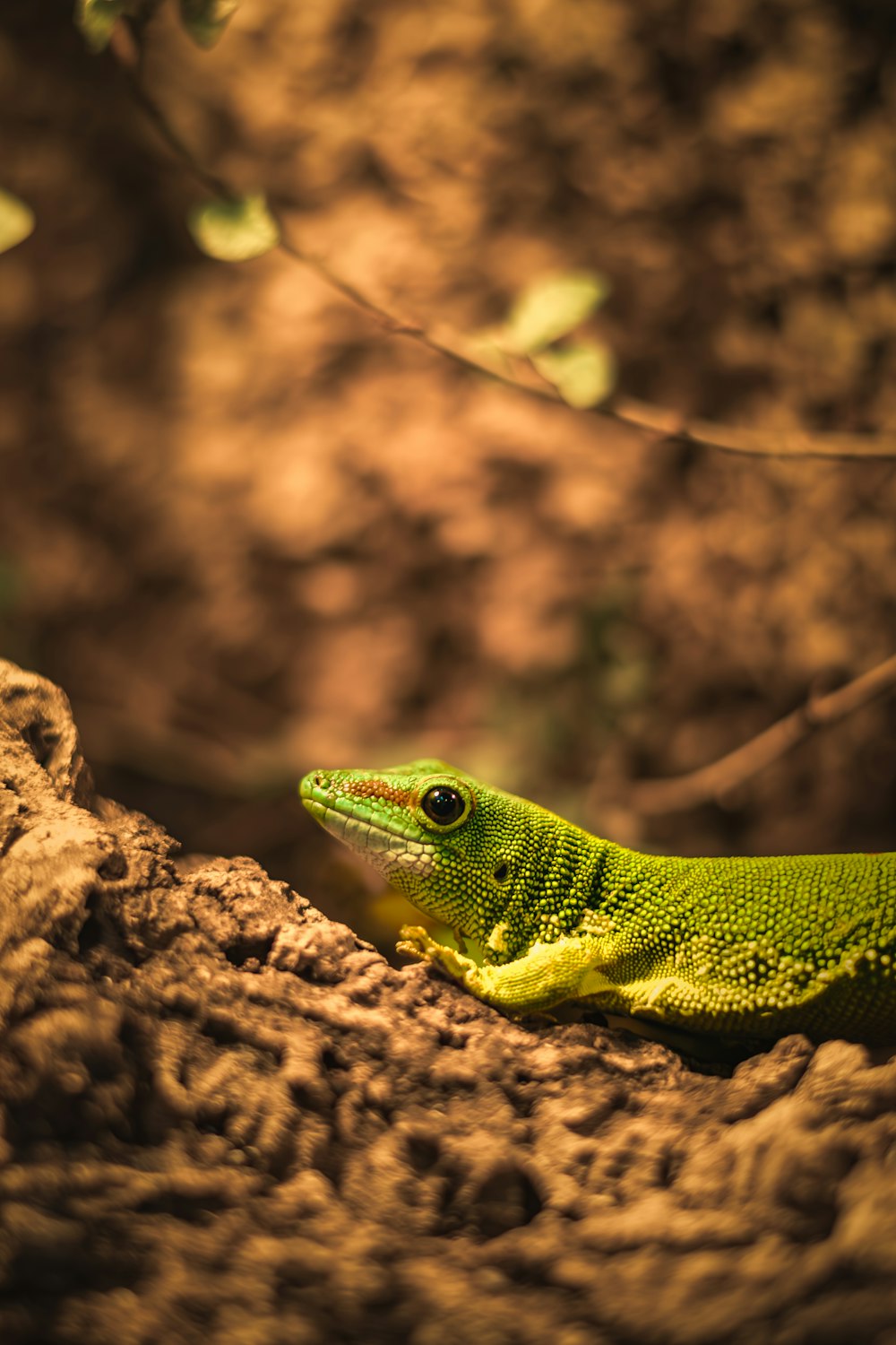 a green lizard sitting on top of a rock