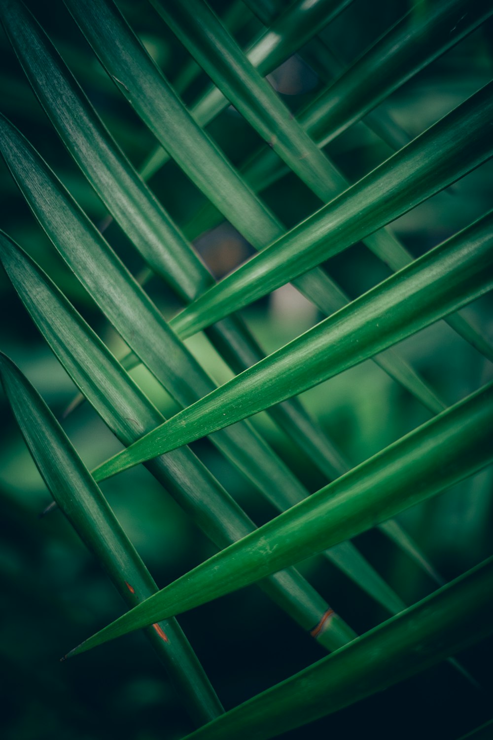 a close up of a plant with green leaves