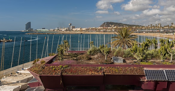 A coastal scene featuring a rooftop garden with various succulents and cacti in the foreground. In the background, there is a calm blue sea with a city skyline including modern buildings and a distant hill. The sky is partly cloudy, and a sandy beach lined with palm trees stretches along the coast.