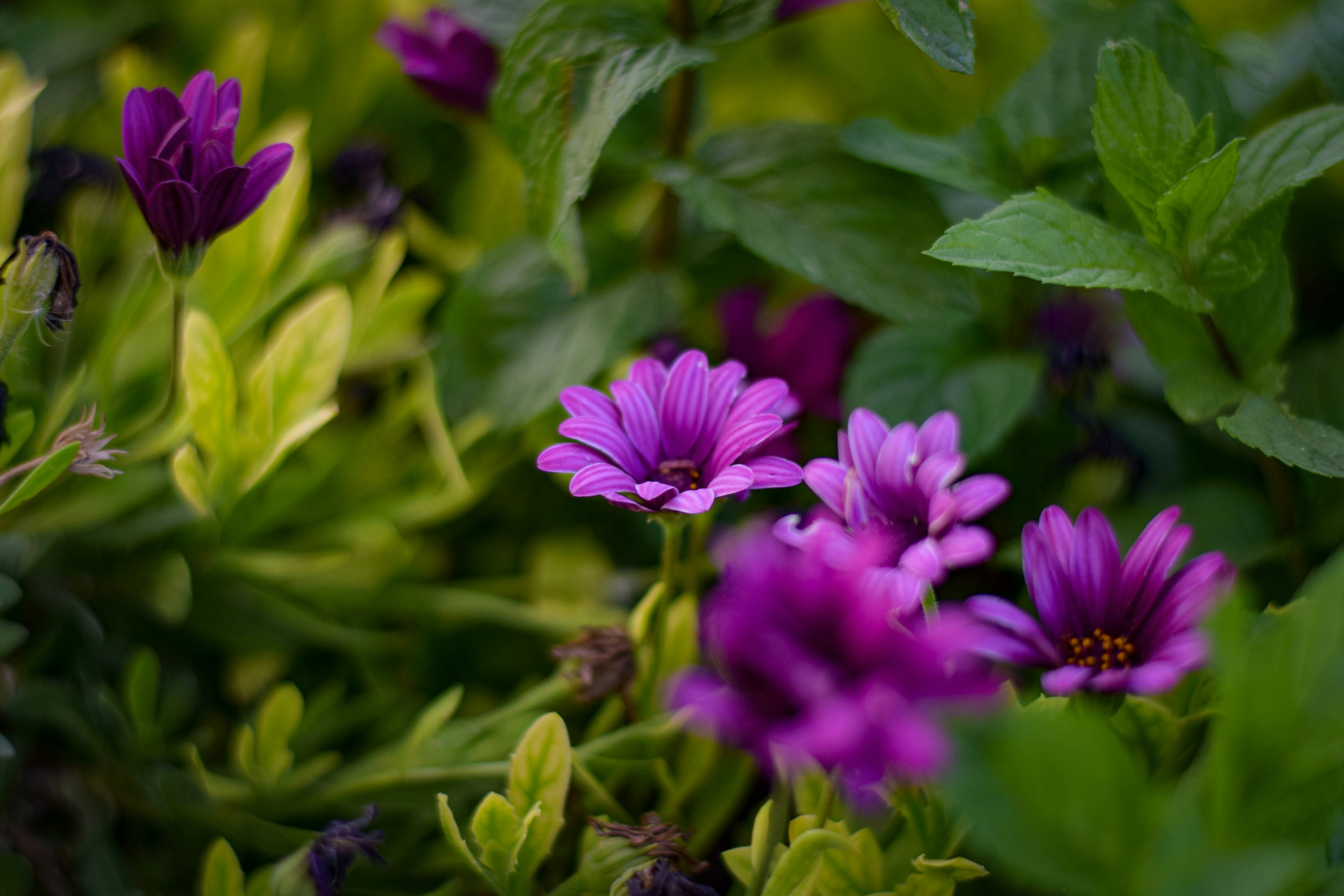 Photo by omarsobhynasef