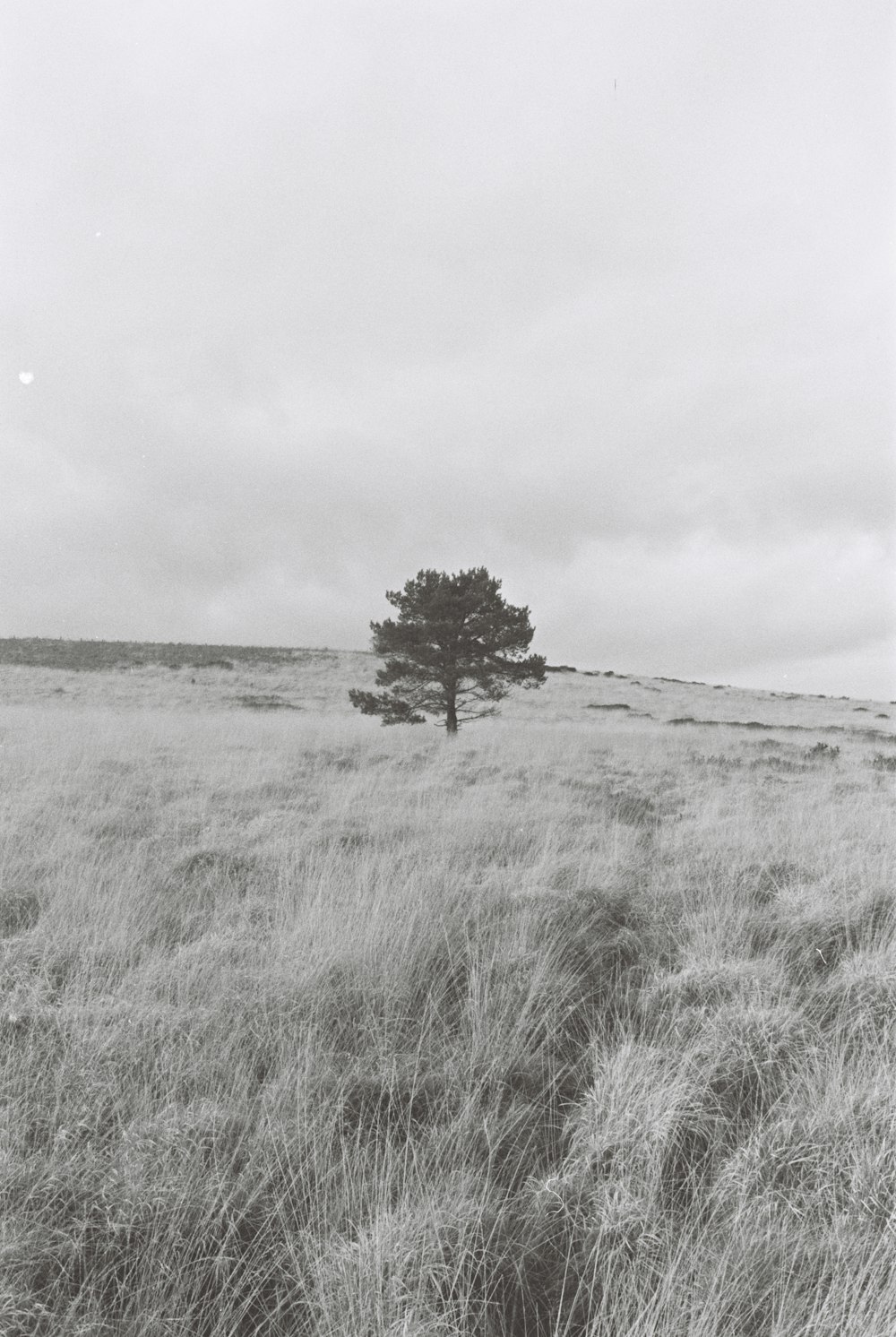 a black and white photo of a lone tree in a field