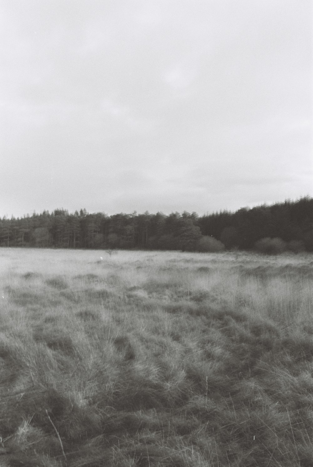 Una foto en blanco y negro de un campo con árboles en el fondo