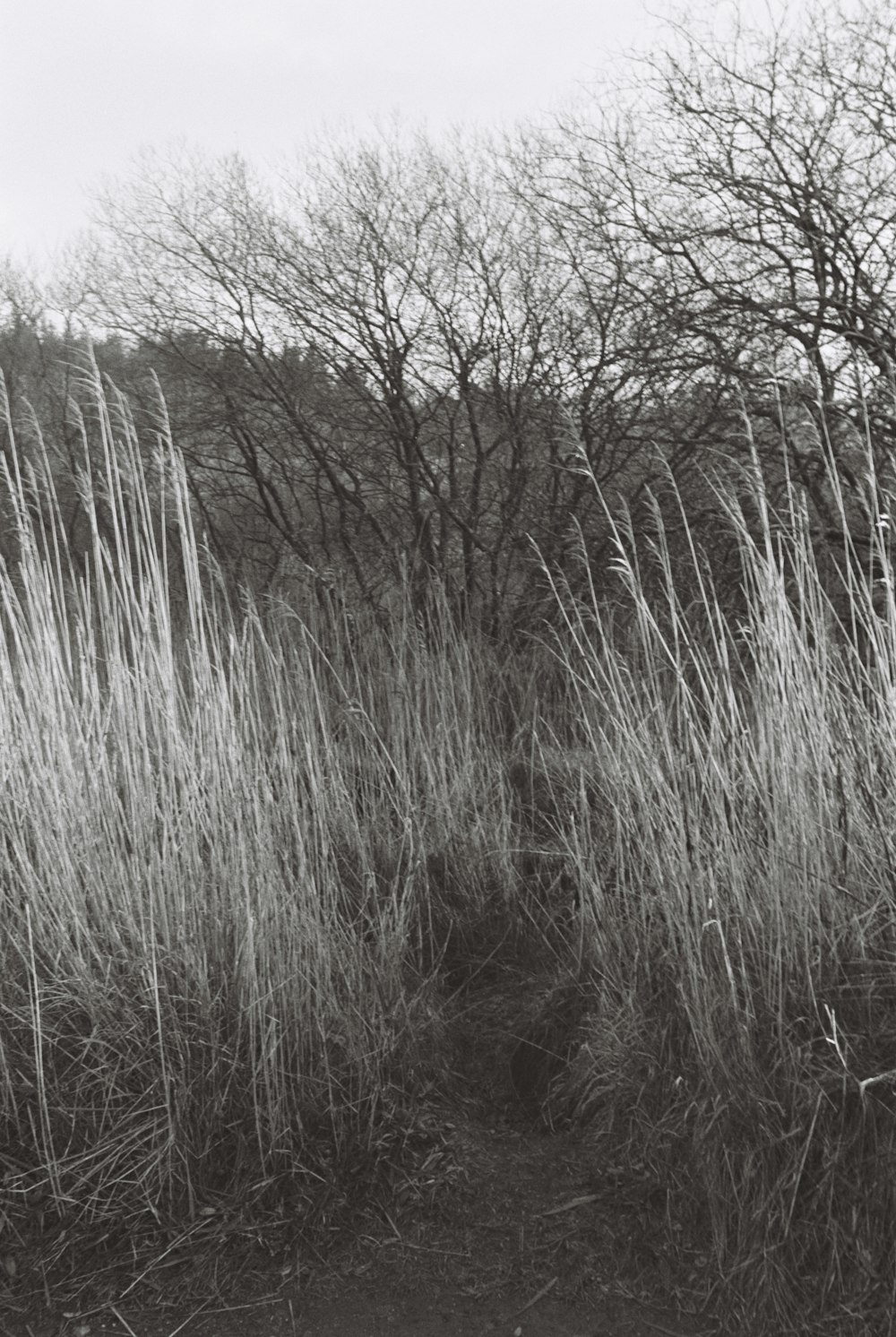 Una foto in bianco e nero di un sentiero attraverso l'erba alta