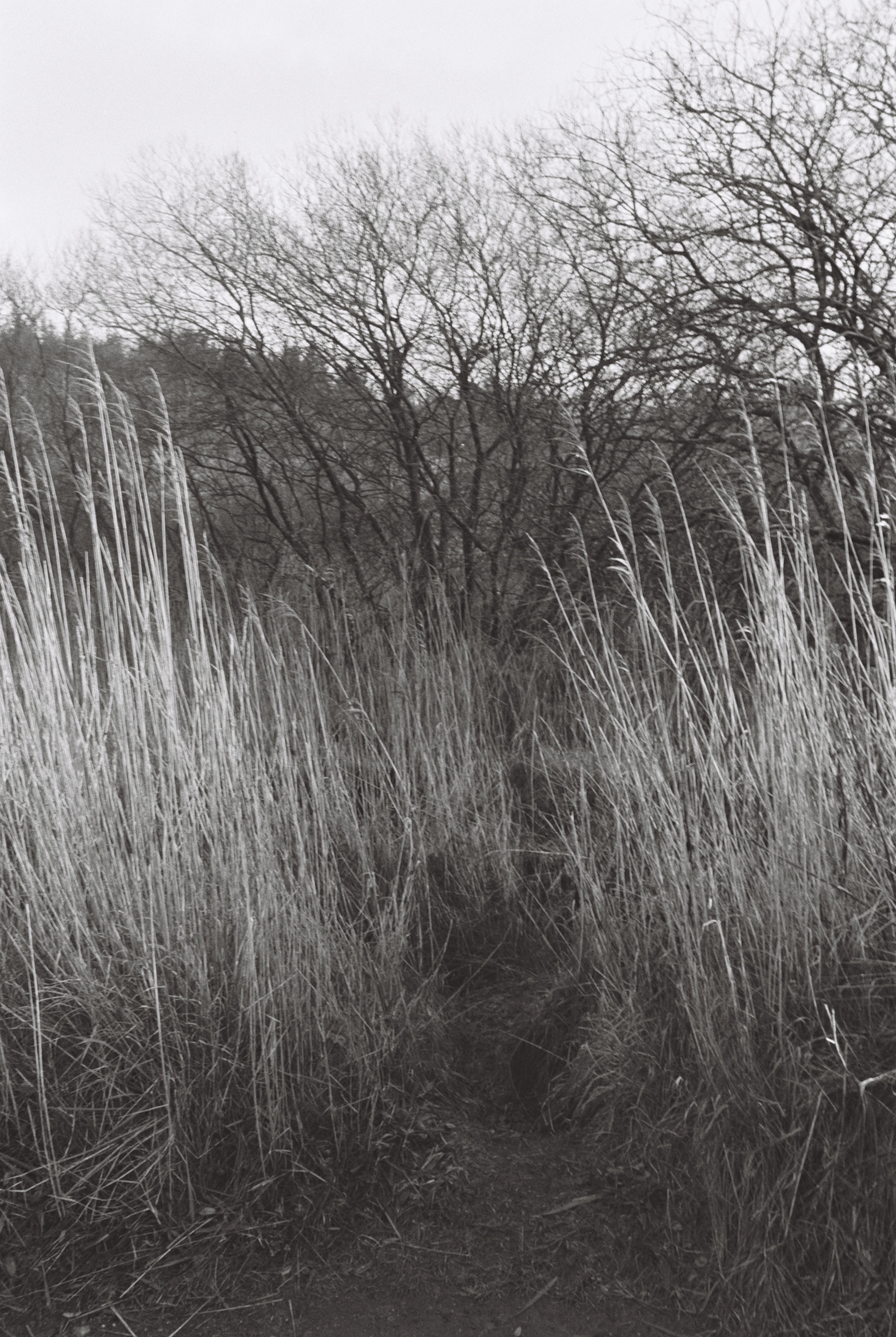 a black and white photo of a path through tall grass