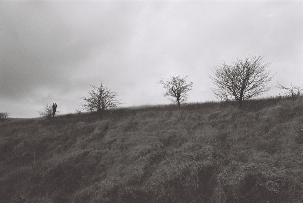 Una foto in bianco e nero di alberi su una collina