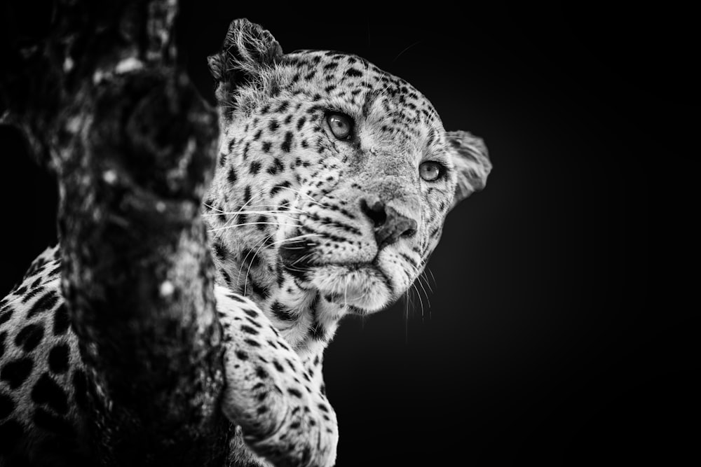 a black and white photo of a leopard