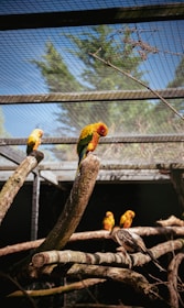 A bright aviary filled with happy exotic birds enjoying their space.