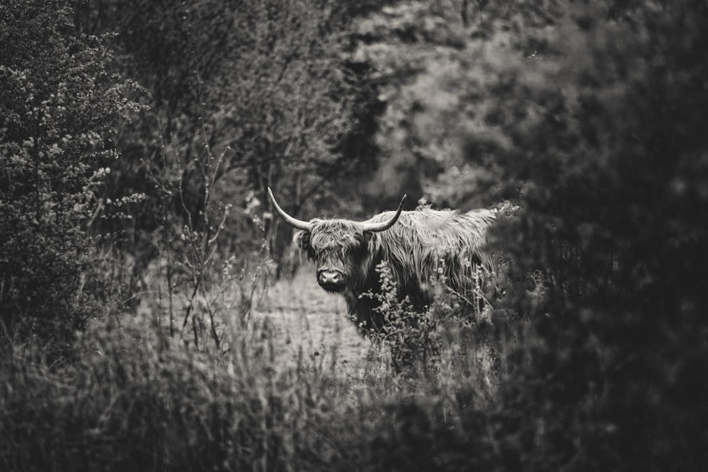 a bull standing in the middle of a forest