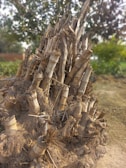 A pile of cut bamboo stalks stands upright, tied and bundled together. The bamboo appears dry and aged, with frayed ends and peeling outer layers. The ground is earthy, and trees with green foliage are blurred in the background.