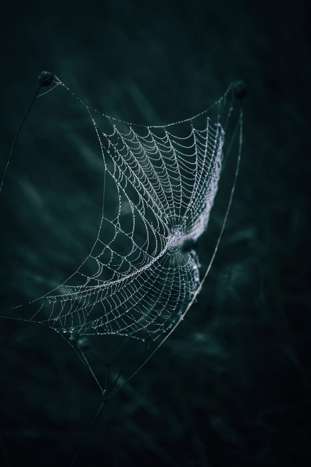 a spider web with water droplets on it