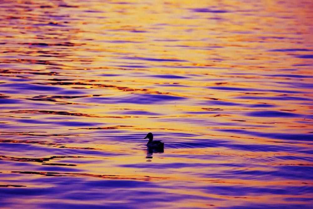 a duck floating on top of a body of water