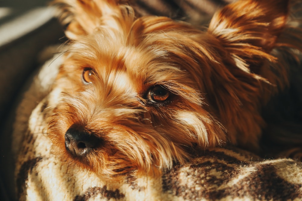 a small brown dog laying on top of a blanket