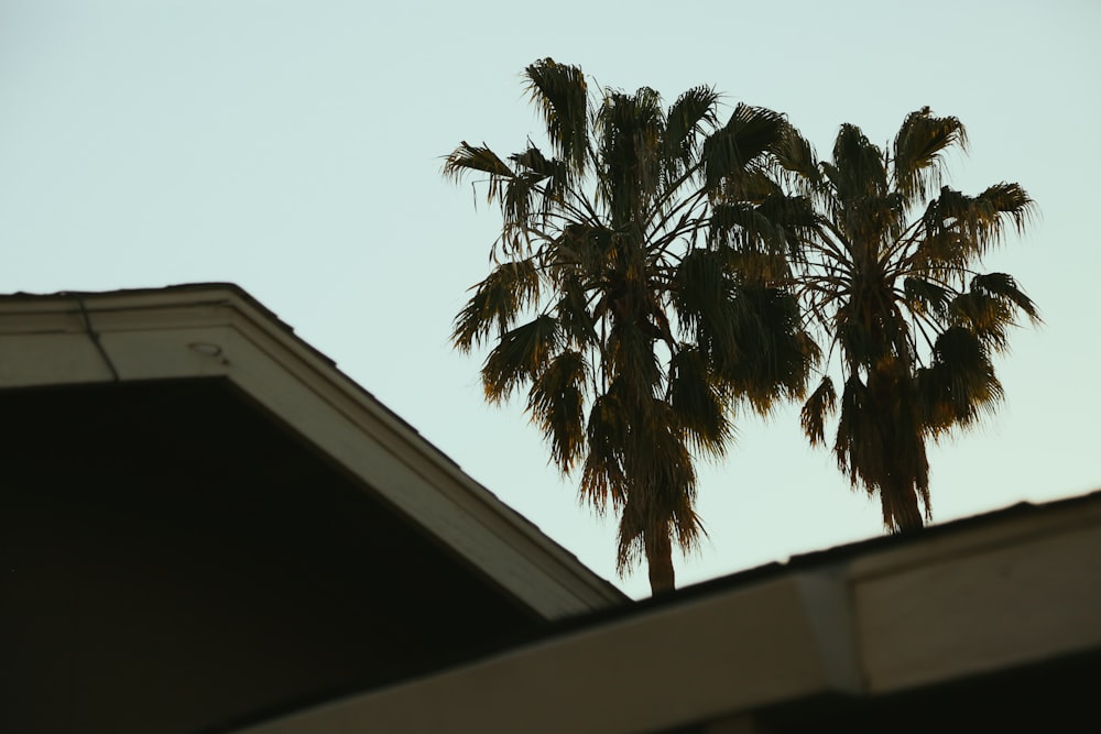 a view of a palm tree from the roof of a house