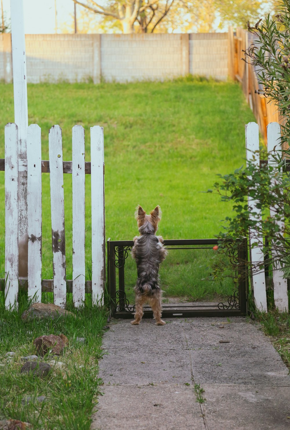 門の前に後ろ足で立つ小型犬