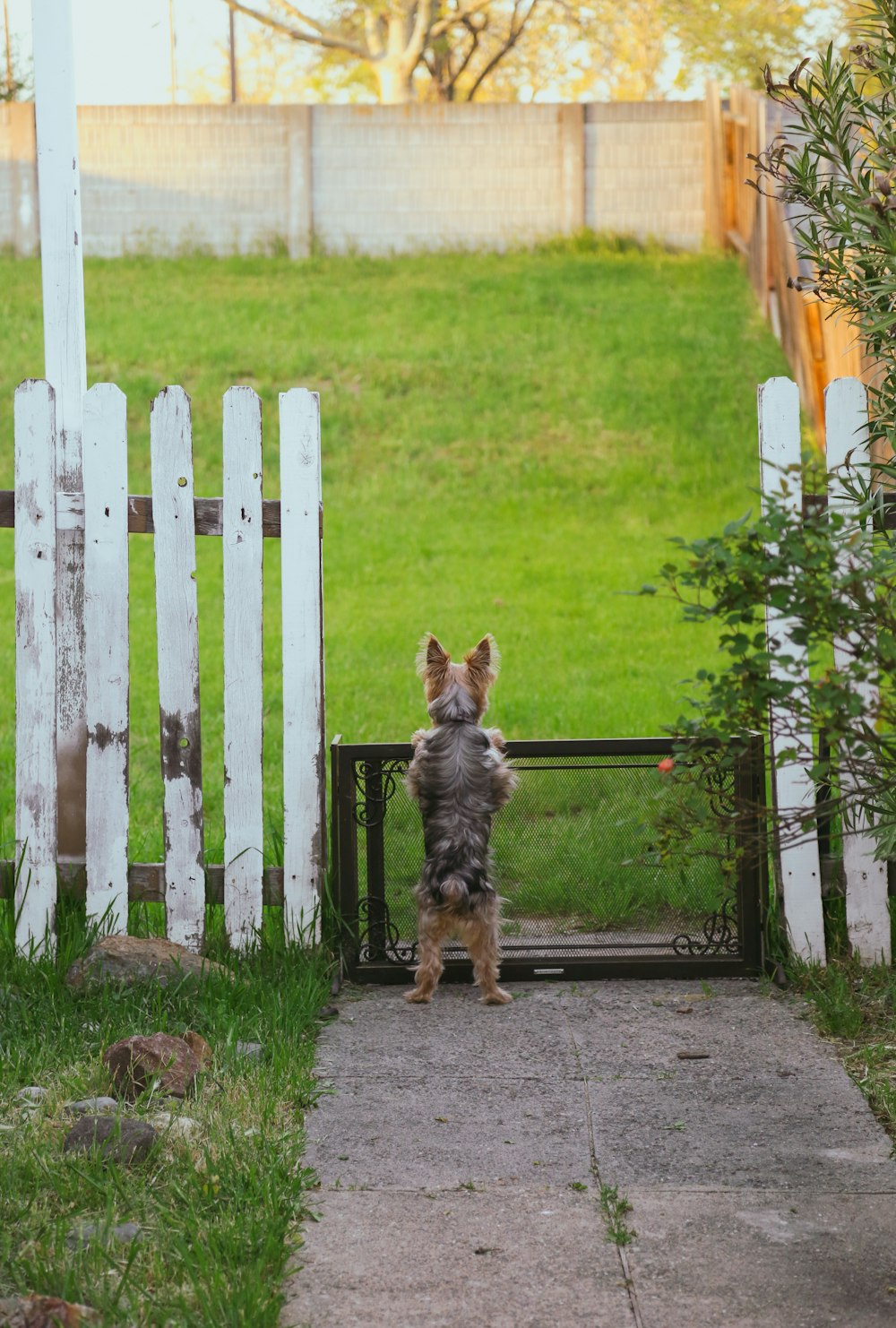 a small dog standing on its hind legs in front of a gate