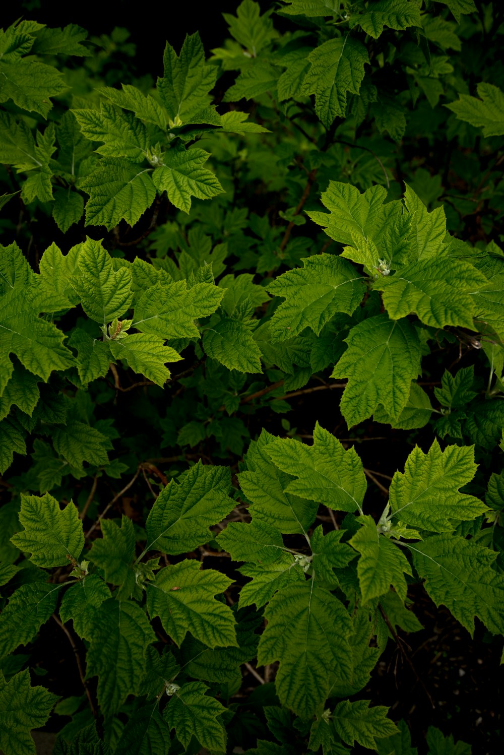 a bunch of green leaves on a tree