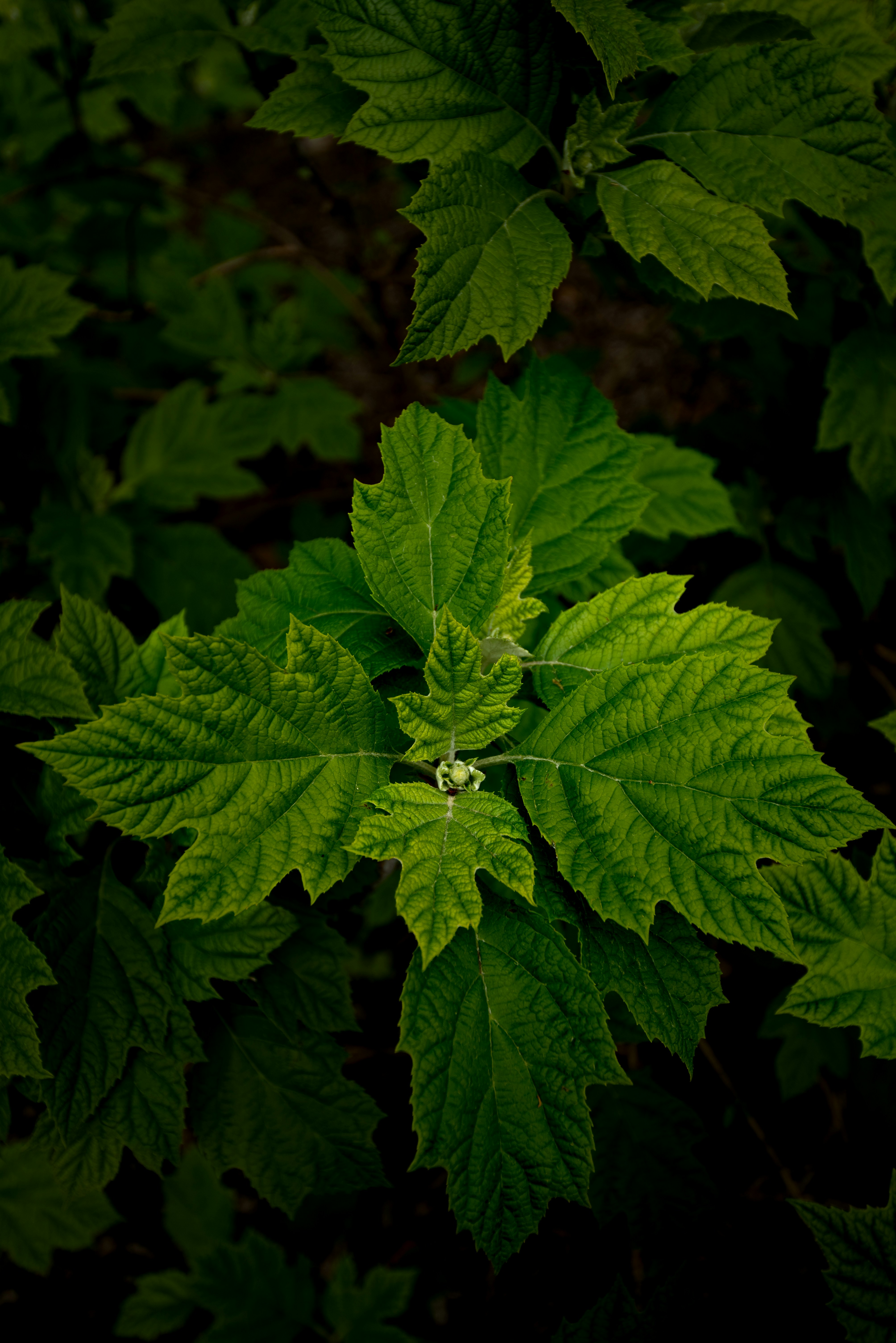 Photo by albulenapanduri