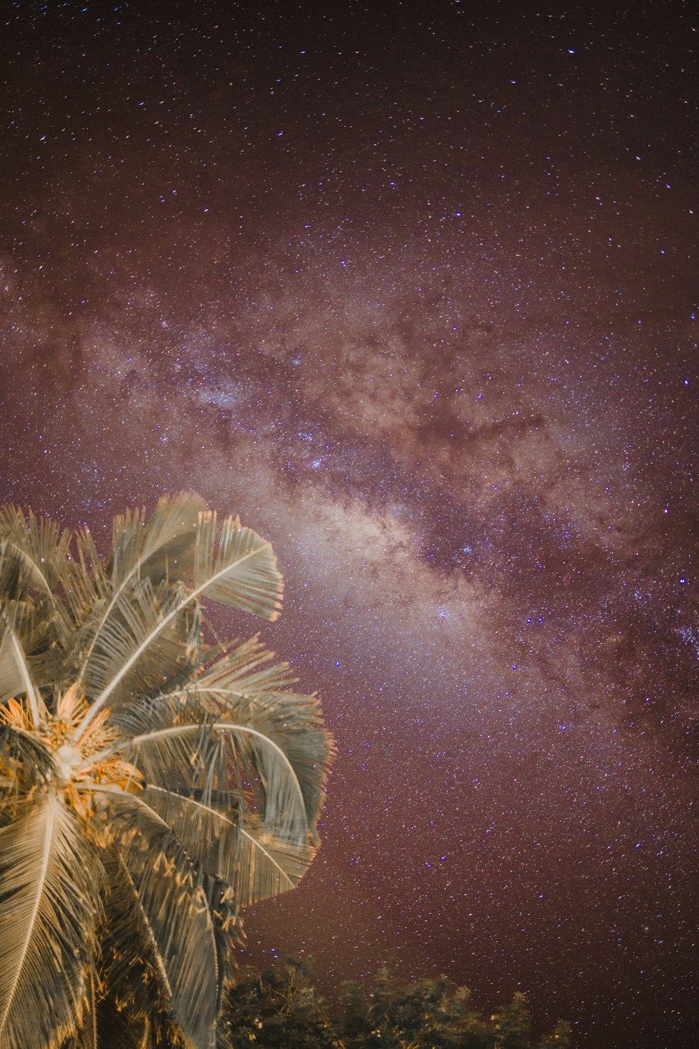 a palm tree with the night sky in the background