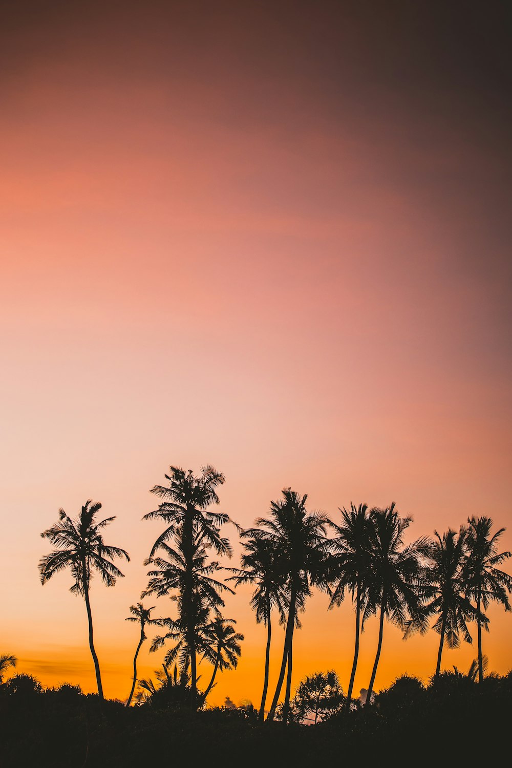 a group of palm trees silhouetted against a sunset