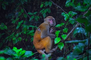 A mother monkey is sitting on a branch in a lush, green forest while holding her young closely. The forest foliage is dense and vibrant, with various shades of green surrounding the pair, creating a tranquil and intimate atmosphere.