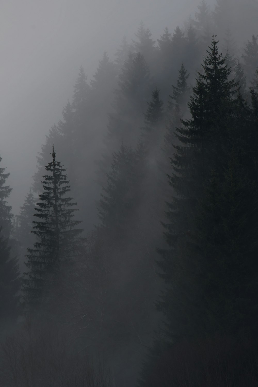 a foggy forest filled with lots of trees