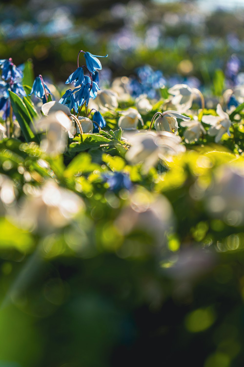 a bunch of flowers that are in the grass