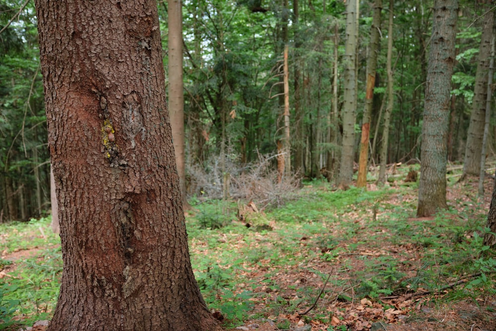 Un orso che sta in piedi accanto a un albero