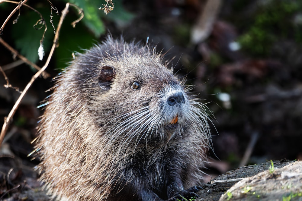 a close up of a small animal near a tree