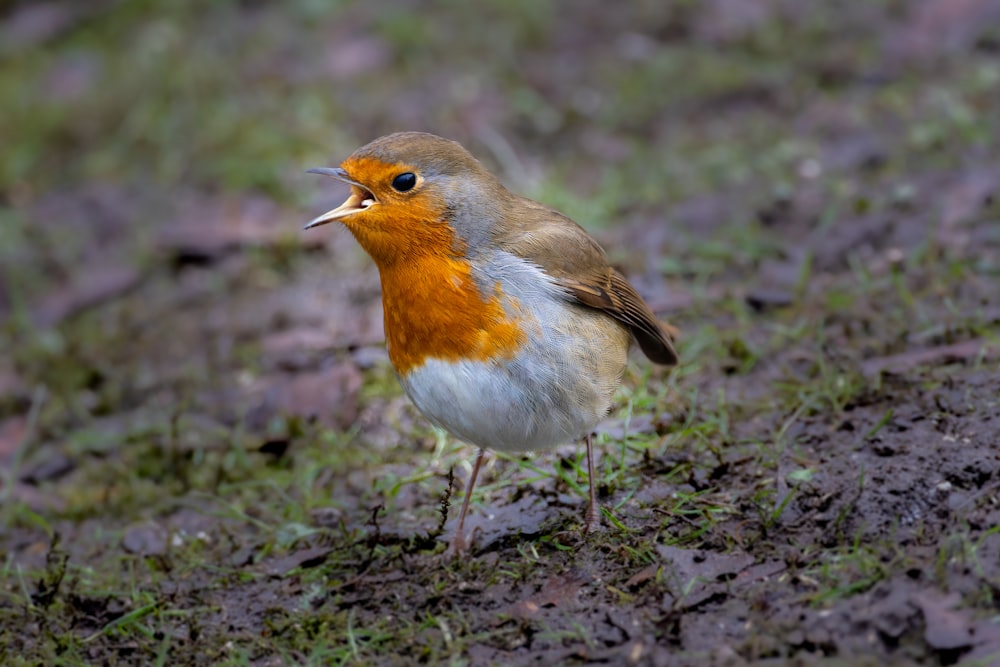 a small bird standing on a patch of grass