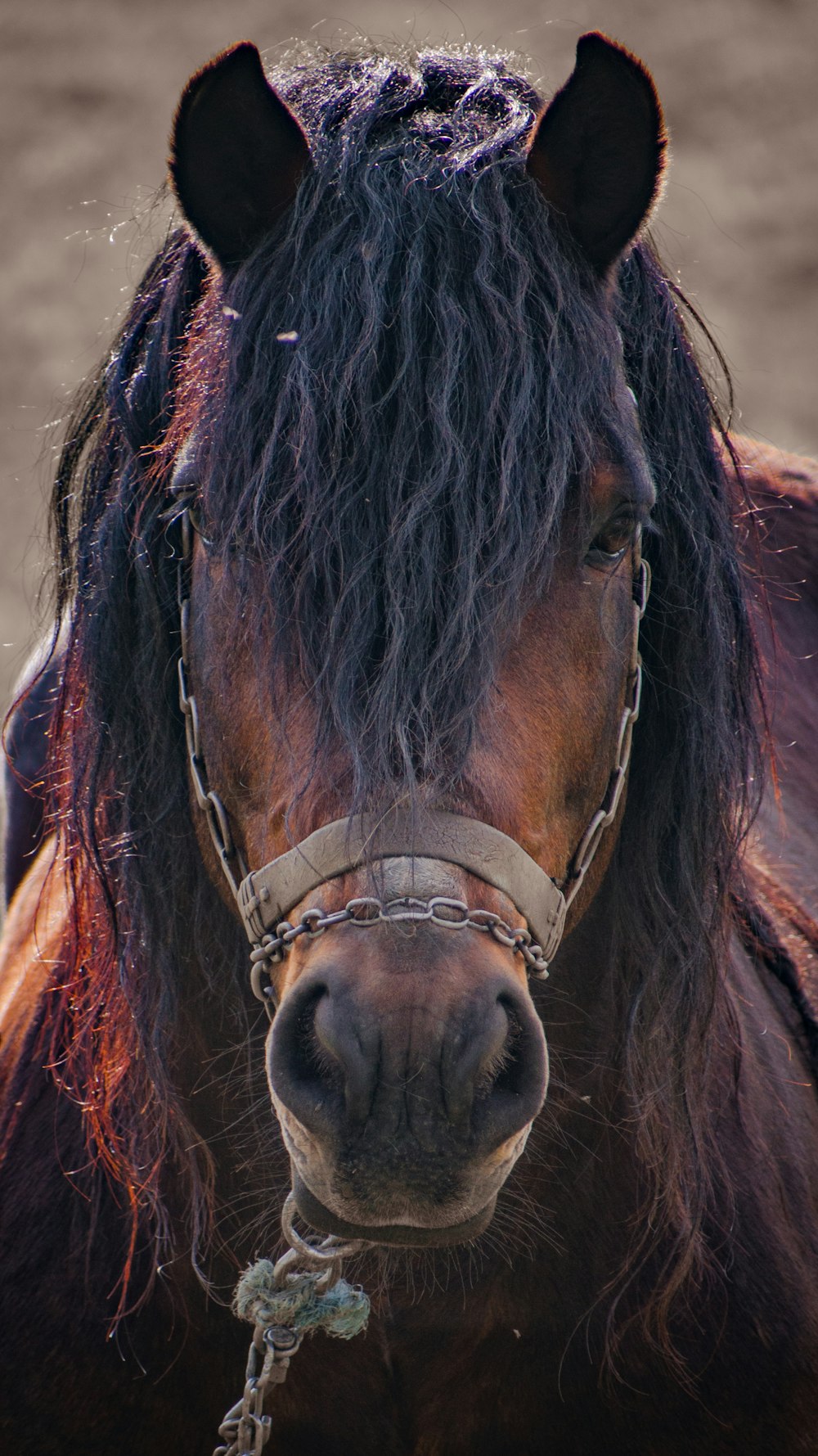 a close up of a horse with a chain around its neck
