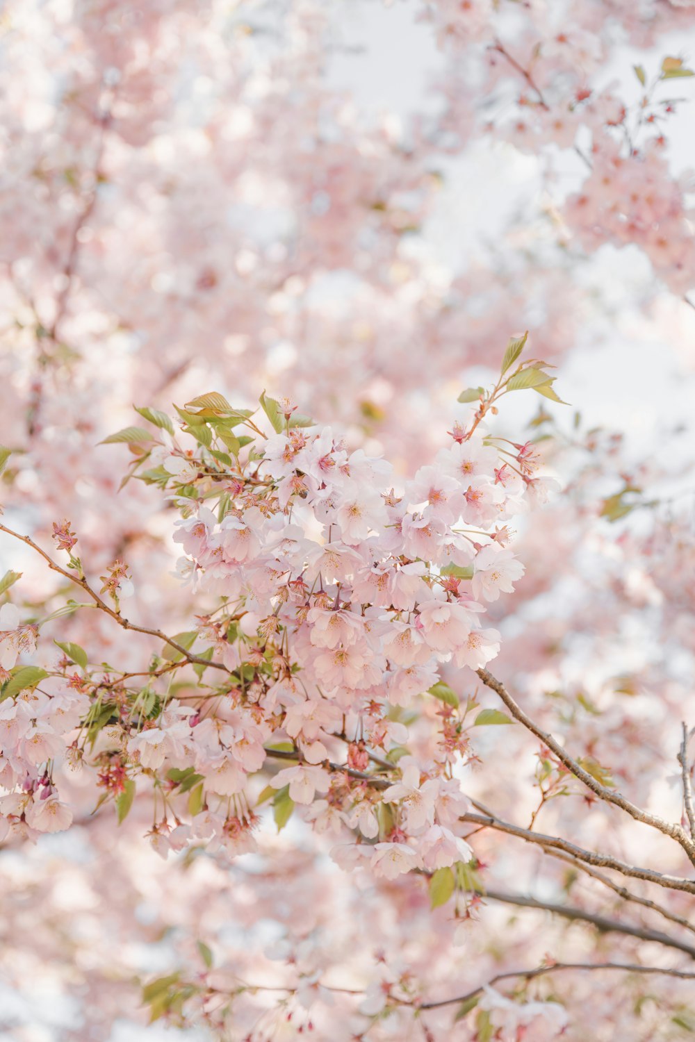 a tree with lots of pink flowers on it